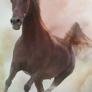 Meet your Posher, Steven